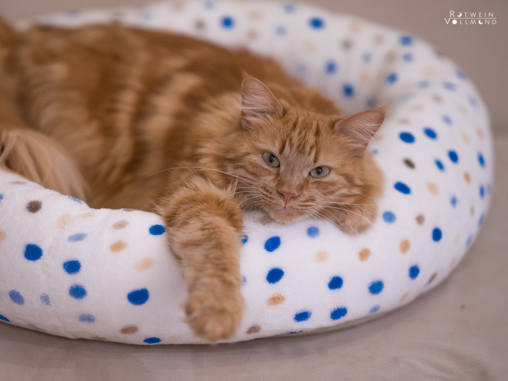 Cat Bed / Dog Bed - PDF Sewing Pattern & Instructions with Video