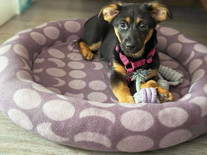 Cat Bed / Dog Bed - PDF Sewing Pattern & Instructions with Video