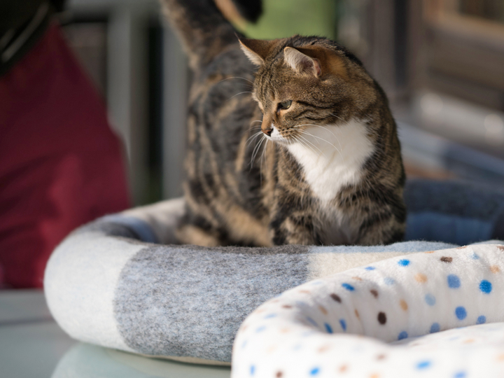 Katzenbett / Hundebett - PDF Schnittmuster & Nähanleitung mit Video