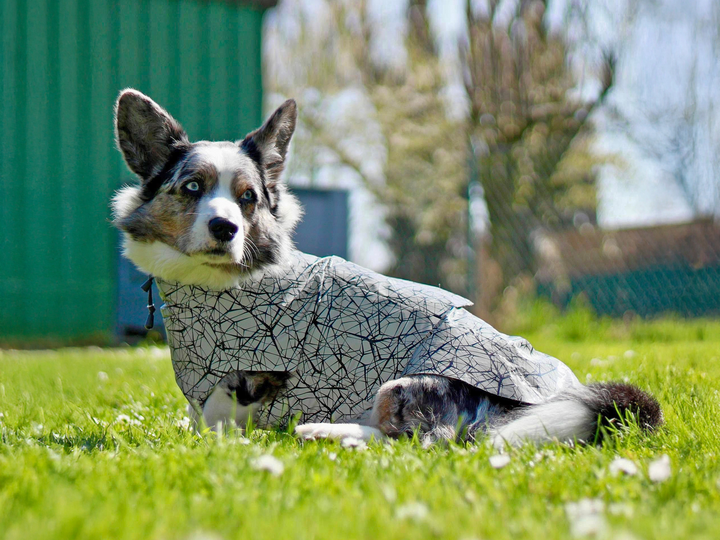 Alma dog jacket- PDF Sewing Pattern & Instructions with Video