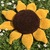 Kostenlose Häkelanleitung für eine kuschelige Sonnenblume