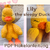 Lily Duck Lovey Crochet Pattern – Baby Comfort Blanket
