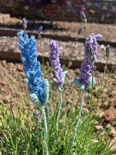 Häkelanleitung für Lavendel – PDF-Datei für ein schnelles Häkelprojekt