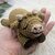 sleeping Highland Calf - low sew Amigurumi cow - by NiggyArts