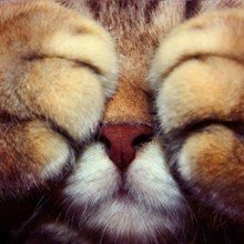 andrea_sarnowski Avatar