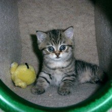MSchmusekatze Avatar