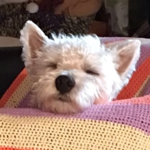 Hundefreundin10 Avatar