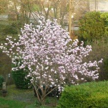 Clubmeisterin Avatar