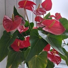 bettina_granitzki Avatar