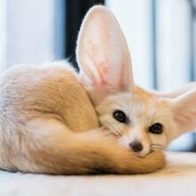 DarkAvalon0815 Avatar