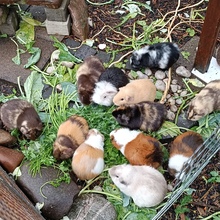 Fallenangel40 Avatar