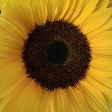 lieblingsmasche_de Avatar