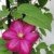 Clematis