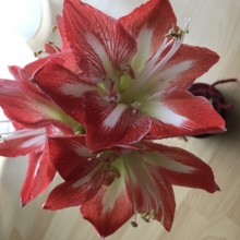 irene_schultes Avatar