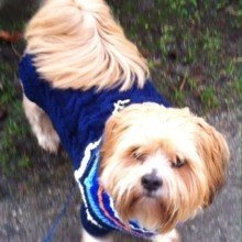 Kampfhamster40 Avatar