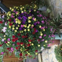 Strickundhaekelfee Avatar