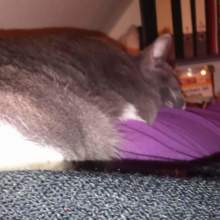 Kornnatter1959 Avatar