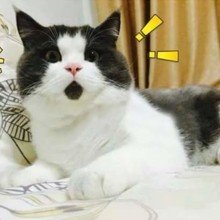 Leonssuperoma2001 Avatar