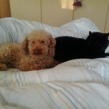 sunnysunschein Avatar