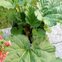 Strickentraube Avatar