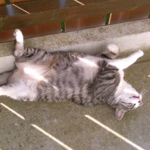 stinker-bimpf Avatar