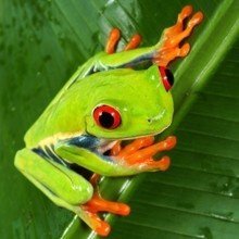 Naeve79 Avatar