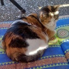 -stricknudel- Avatar