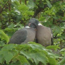 speedtouchKathi Avatar