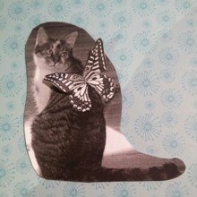 Schmetterlingskater Avatar