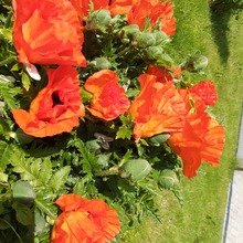 Weihnachtsbaer Avatar