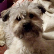 Schleiferkinne Avatar