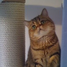 wenzel-cornelia Avatar