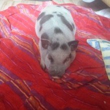 uschi-budweiser Avatar