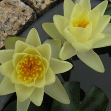 StricklieselAM Avatar