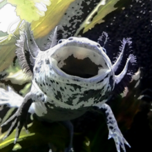 regina-krones Avatar