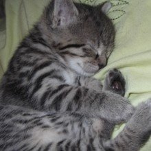 monika-einberger Avatar