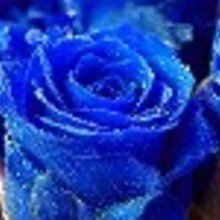 theresa-denson Avatar