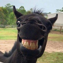 gisela-reindl Avatar