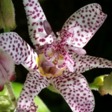 steffi-zahner Avatar