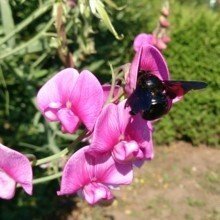 bettina-pieper Avatar