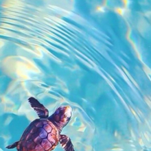 britta-rabanus Avatar