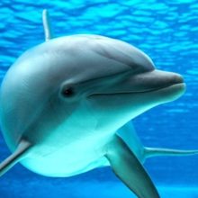 mary-odenbreit Avatar