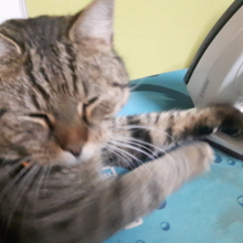 alice-schreiber-braune Avatar