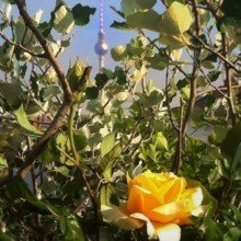 rosa-samuel Avatar