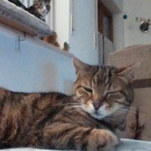 elvira-reichhart Avatar