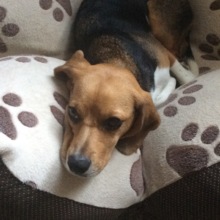 sandra-haenel Avatar