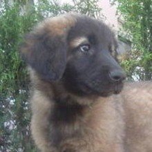 irmgard-kopp-bublies Avatar