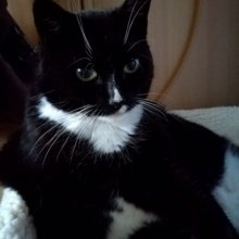 Lunacat12 Avatar