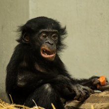 gisela-schwarze Avatar