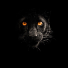 marina-fleher Avatar